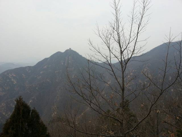 禅林寺古银杏风景园