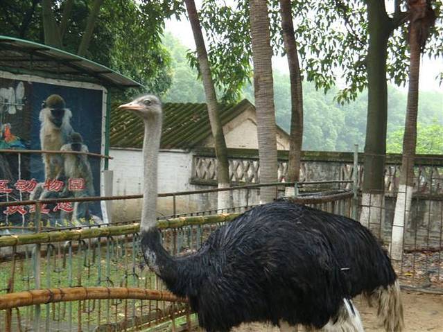 江会游乐园-动物园