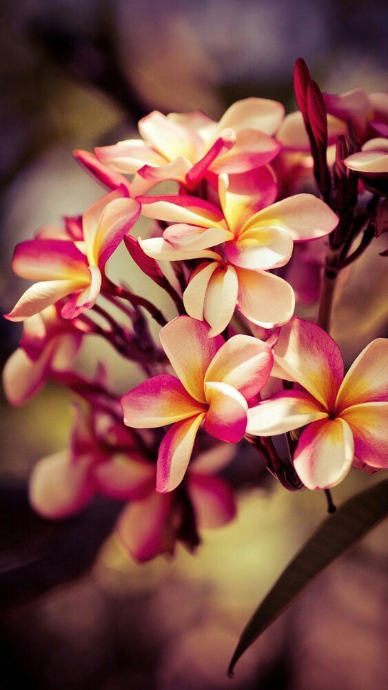 成都新希望高新皇冠假日酒店·颐都府中餐厅