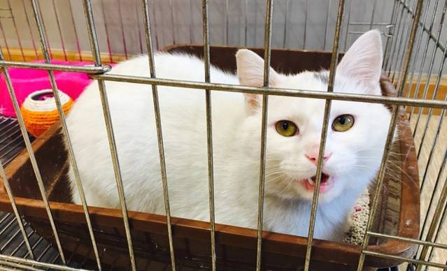 猫的天空之城概念书店(东方水城店)