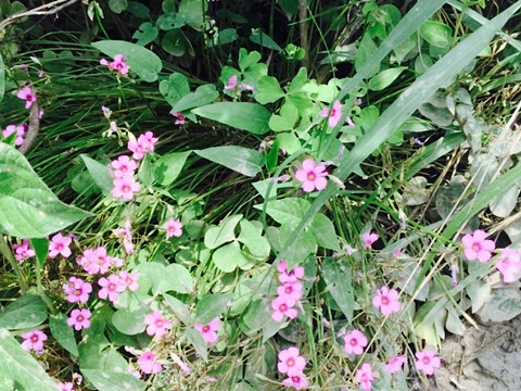 秋萍农家乐酒楼