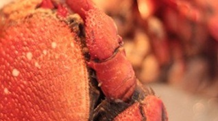 龙之梦万丽酒店青餐厅