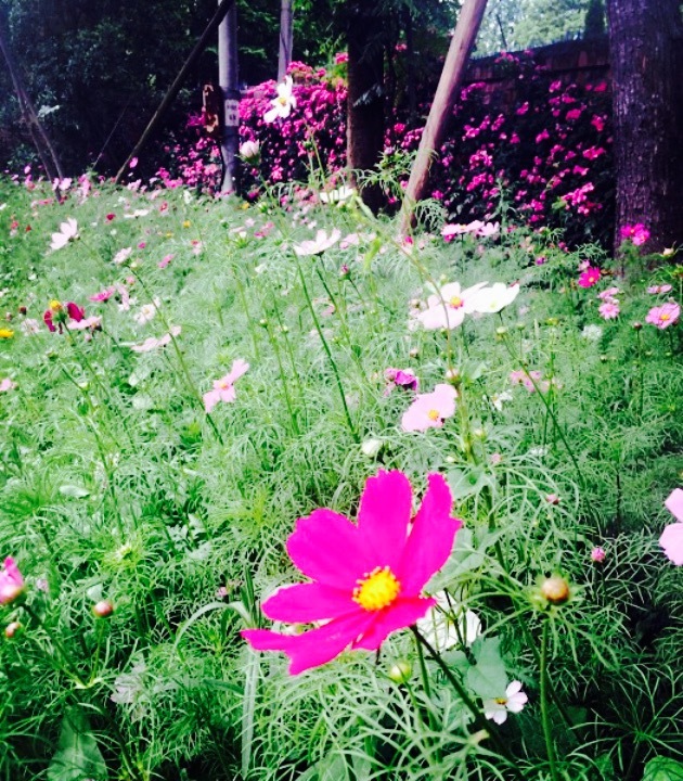 欧莱森林花语·团建·自助烧烤