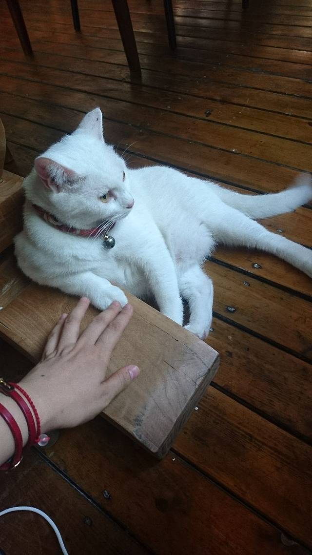 卡优米家的猫与咖啡