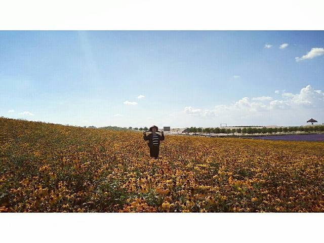 艾伊薰衣草庄园