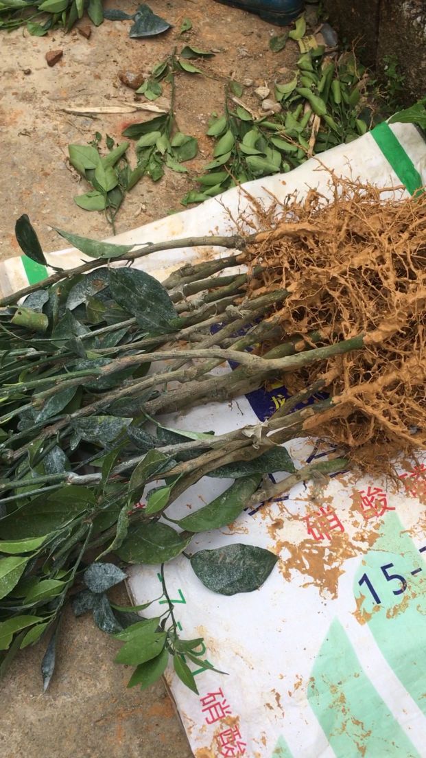 平南县丹竹镇农科蜜丝枣农场