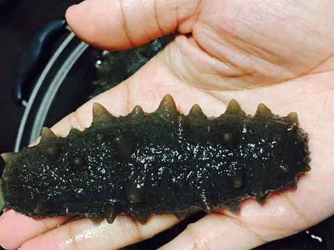 大商天狗网冬捕海参