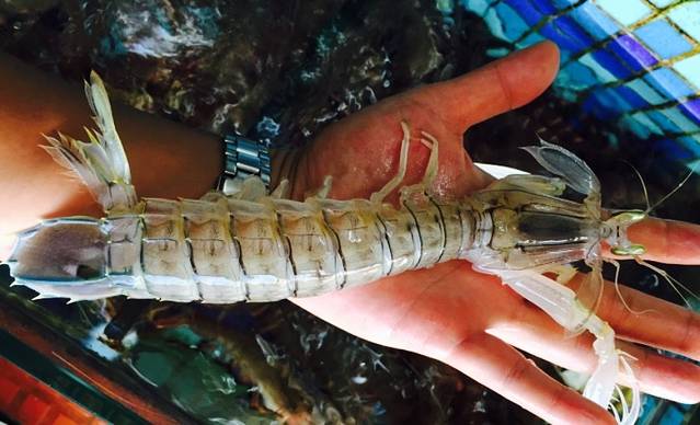 陈村海鲜城(高新店)