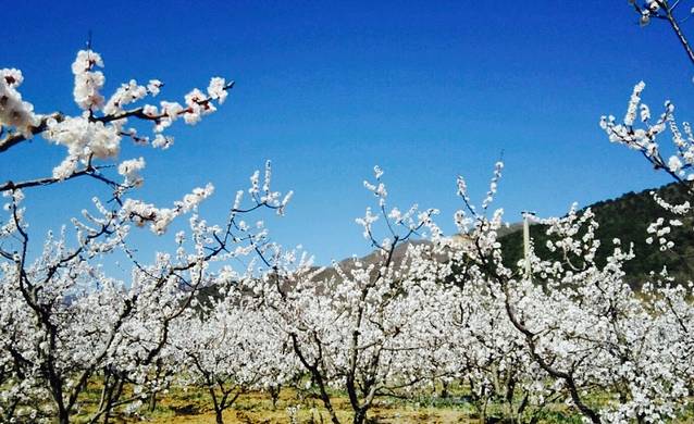 北寨村杏花海