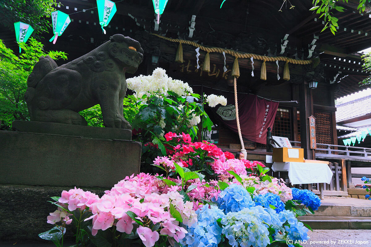 文京绣球花节