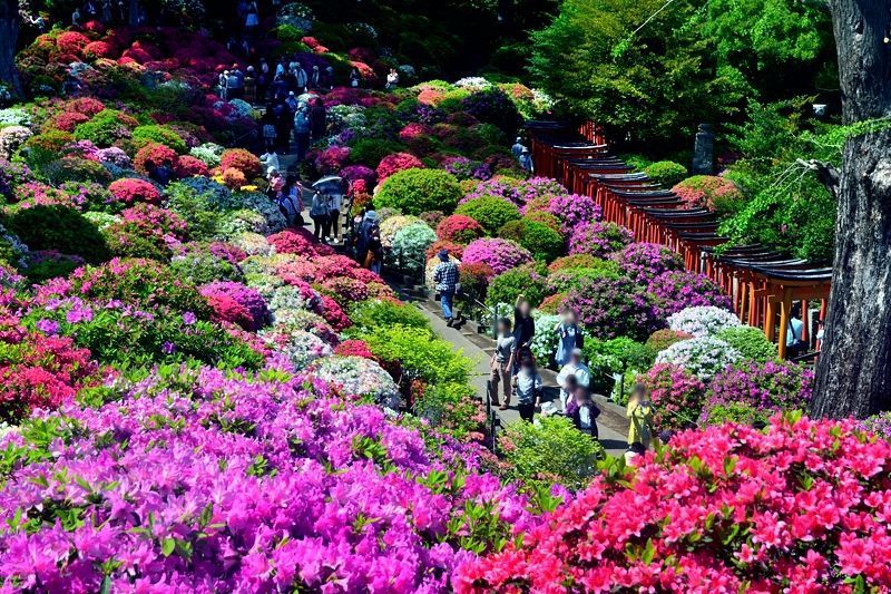 文京杜鹃花节