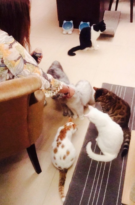 故事里猫咪主题咖啡馆