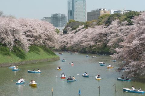 千代田樱花节