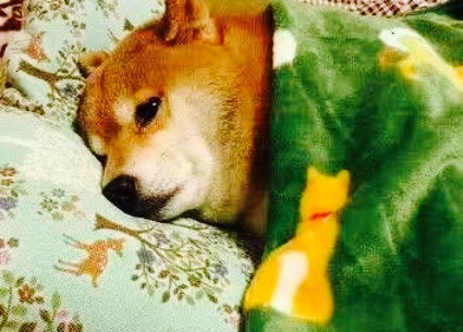 红焖王(金城路中段店)