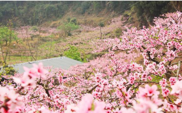 石家庄公交西柏坡红色旅游专线开通红色旅游专线有哪些景点