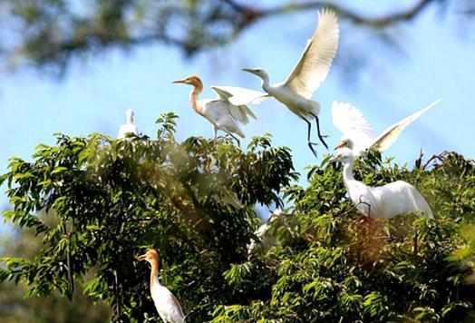 洪斗坡白鹭乐园