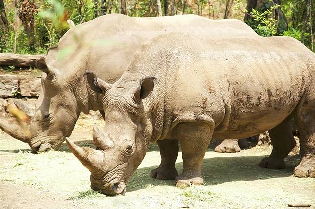普洱国家公园犀牛坪景区