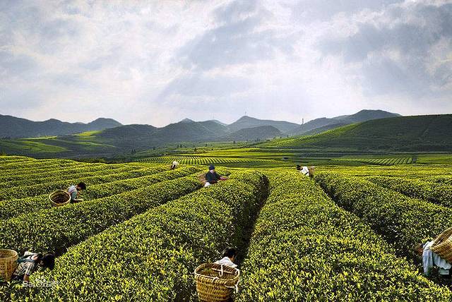 朱家山国家森林公园映山红景区