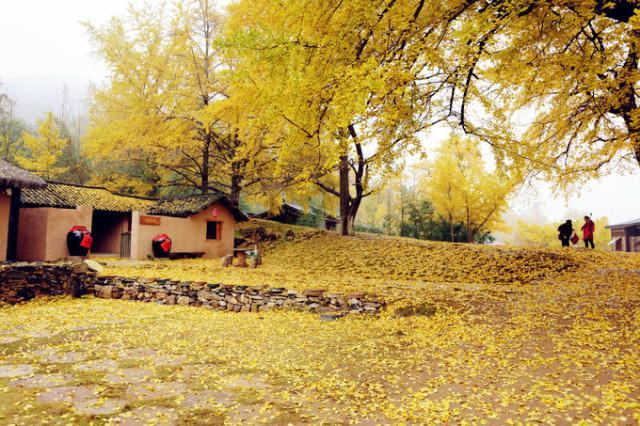 千年银杏谷文化旅游区