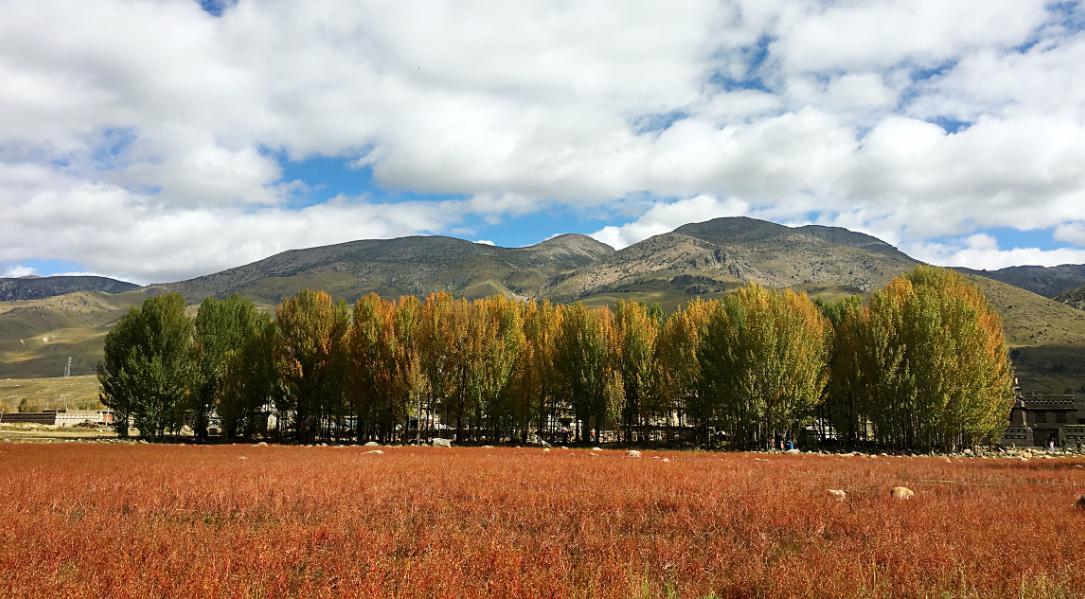 2023万亩杨林游玩攻略,稻城青杨林是稻城旅游宣传的.【去哪儿攻略】