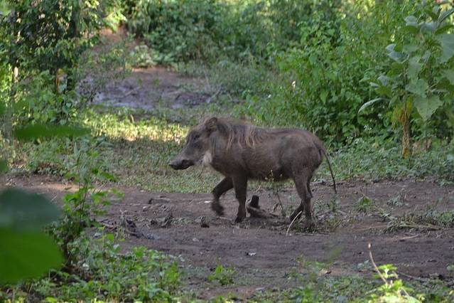 阿瓦什国家公园