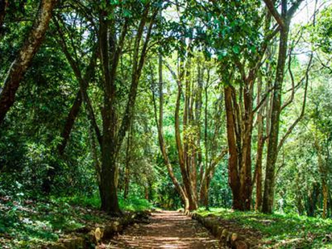 The Nairobi Arboretum旅游景点图片