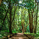 The Nairobi Arboretum