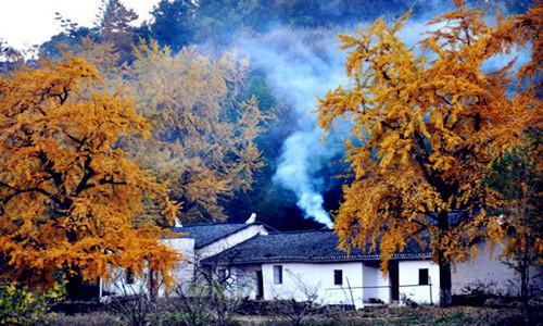 千年银杏谷文化旅游区