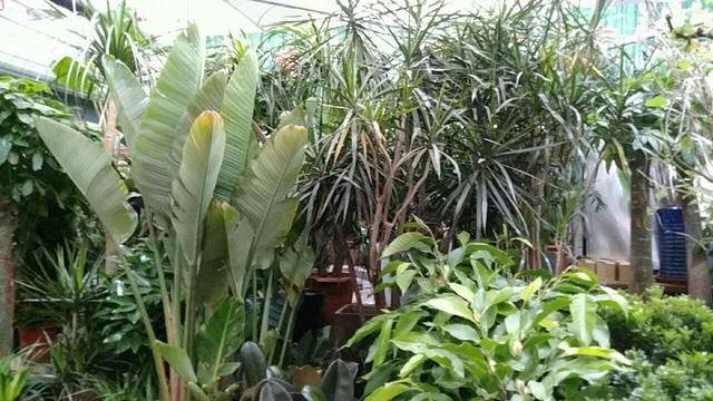 朝来春花卉市场