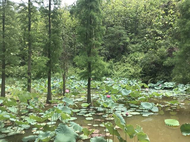 贝多芬森林公园