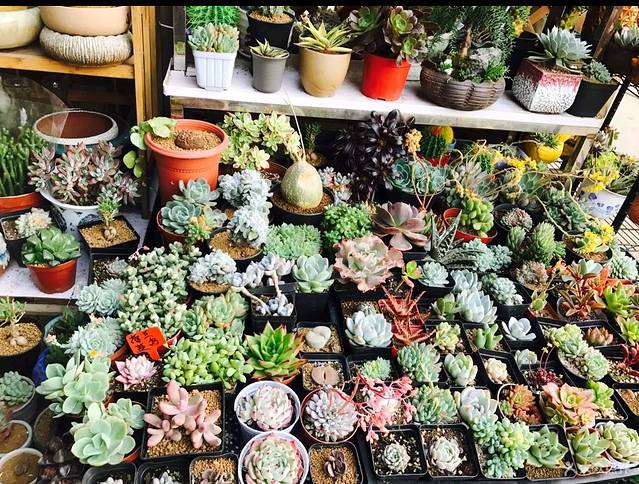 黄山花鸟市场(菩提阁黄山店)