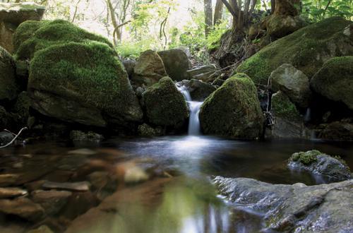Jade Garden树木园