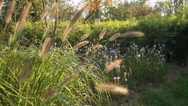 黑龙江洪河国家级自然保护区