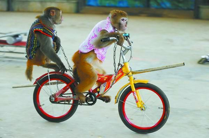 猴子越兴奋,但是不能大声笑它,它会觉得你觉得它的表演不好,会扑到你