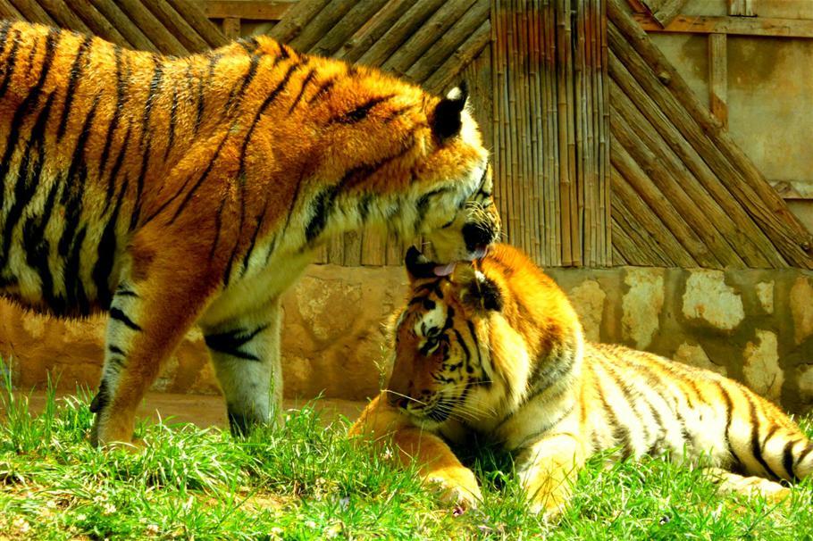 2018云南野生动物园游玩攻略,追踪我们的鸵鸟你的屁股很美.