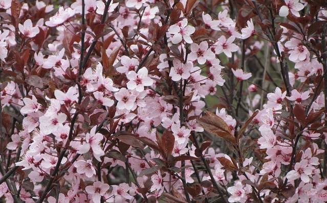 Chashma Shahi Garden چشمہ شاہی باغ