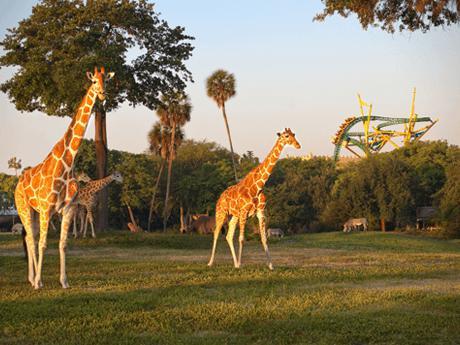 坦帕湾布希花园