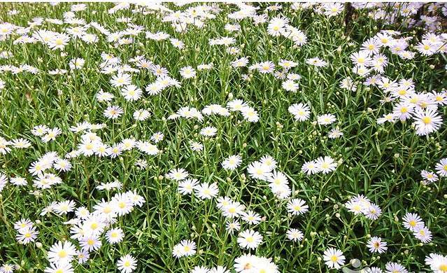 江原道立花木园