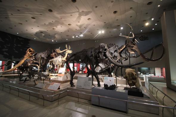 Osaka Museum of Natural History