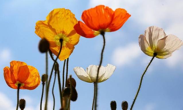 蒙彼利埃植物园