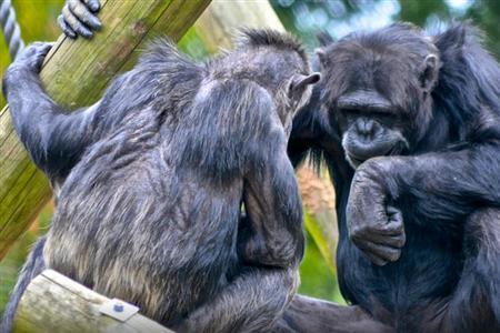 汉密尔顿动物园