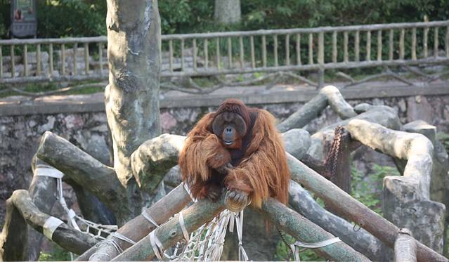 红山森林动物园猩猩馆