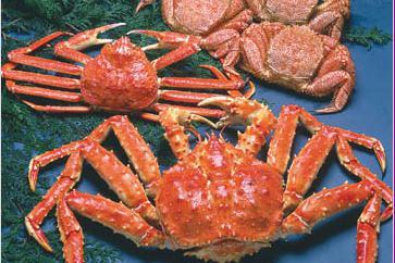 札幌螃蟹本家(札幌站前本店)