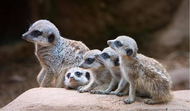 明尼苏达动物园