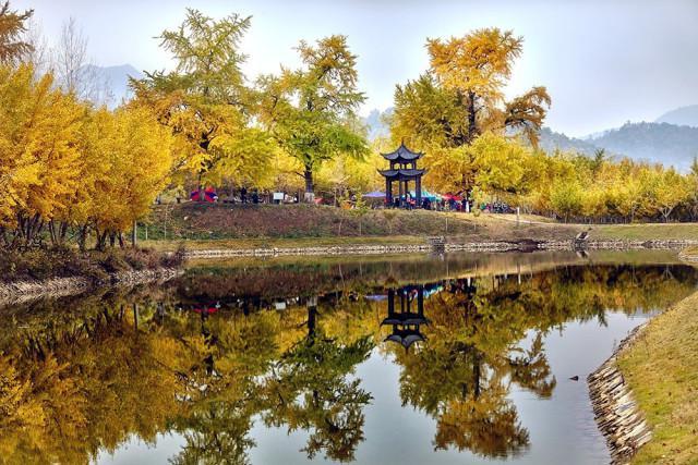 千年银杏谷文化旅游区