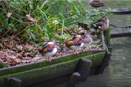 汉密尔顿动物园