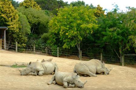 汉密尔顿动物园