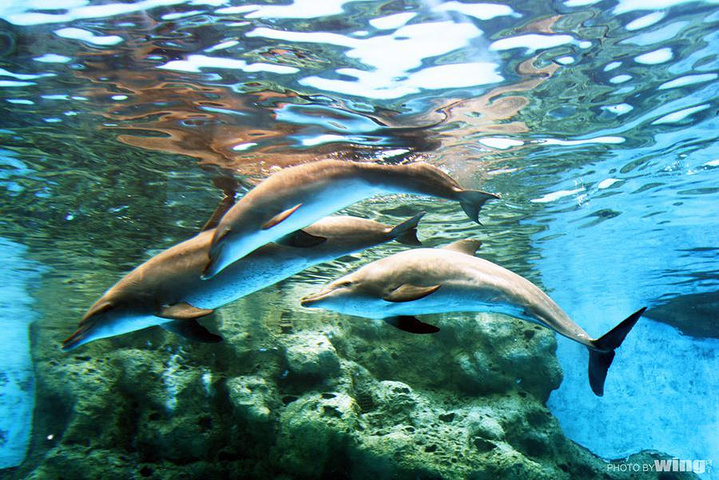 进入海豚湾,仿佛踏入了海底世界,海豚在你面前欢快的游来游去,犹如跟