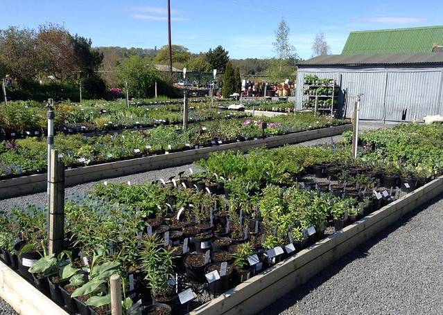 Derwen Garden Centre & Farm Shop