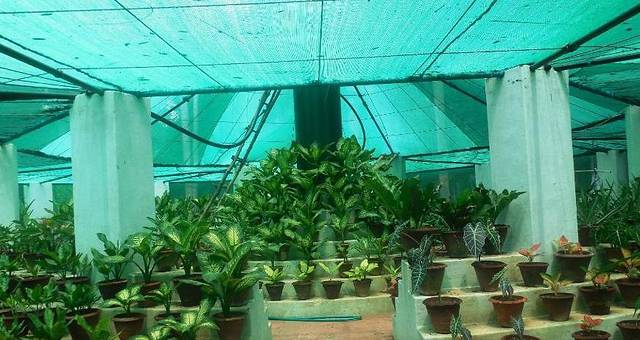 本地治里植物园